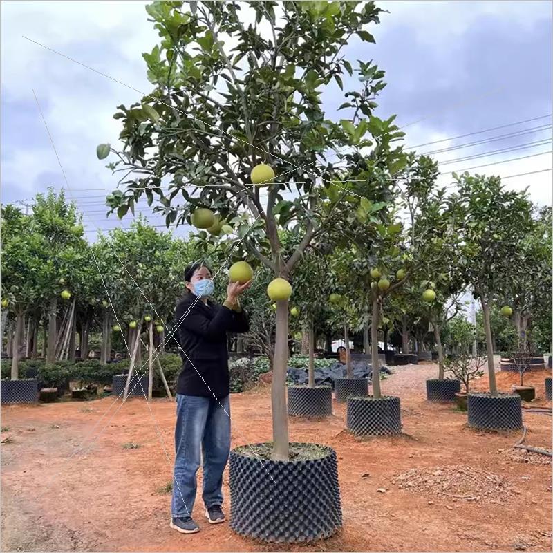 大柚子树苗带土球红心蜜柚树庭院地栽嫁接三红柚子树苗盆栽果树苗 - 图0