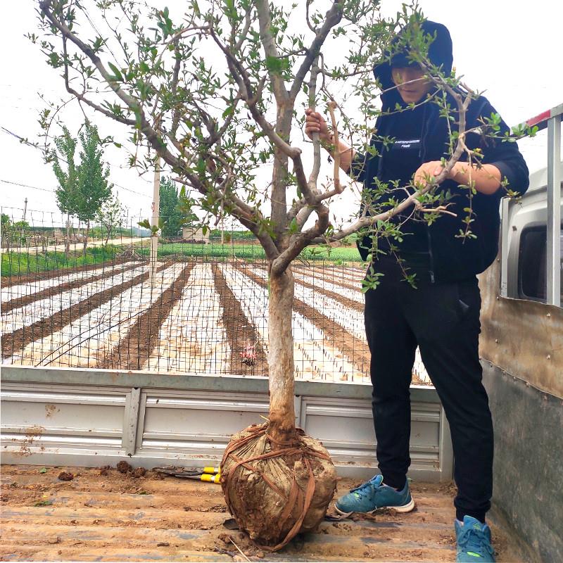 特大石榴树树苗带土球庭院果树盆地栽甜突尼斯软籽石榴苗当年结果 - 图1