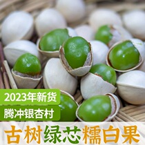Yunnan Effervescence Green Heart White Fruits Edible Gingko Fruit Fresh grade glutinous rice cooking soup extra-large with shell exploits raw white fruits