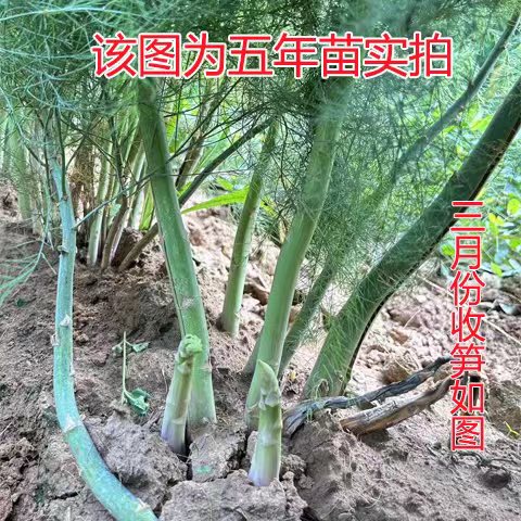 芦笋苗根苗芦笋种根带土青笋紫色水果芦笋庭院阳台盆栽四季蔬菜苗 - 图0