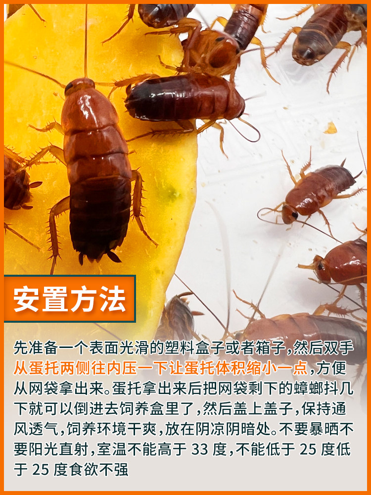 樱桃蟑螂活体饲料樱桃红蟑螂幼体活虫爬宠爬虫鸣虫食物守宫金龙鱼,淘宝优惠券,粉丝福利购,淘宝优惠卷