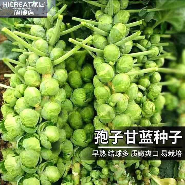 100种开春季春蔬菜子茄角套丝瓜黄瓜辣椒HICR餐EAT豆蔬玉种米子农 - 图0