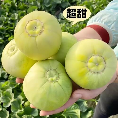 蔬菜种子四季播盆栽辣椒西孑瓜籽红苋菜香菜春季水果种植蔬菜大全 - 图1