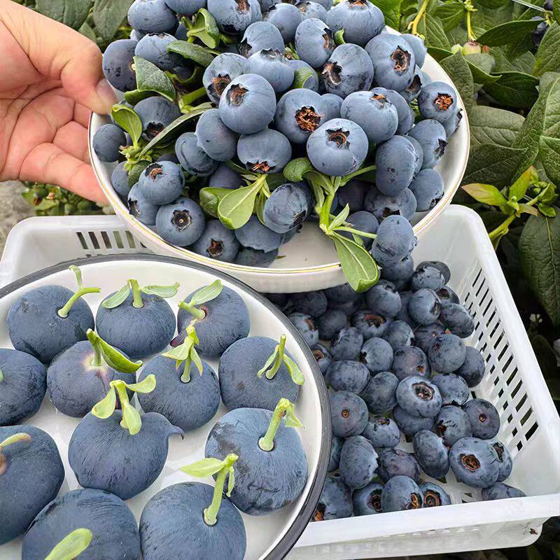 新耐采蓝莓种子盆栽水果种子 蓝果莓树苗种子 抗寒冻水种子,淘宝优惠券,粉丝福利购,淘宝优惠卷