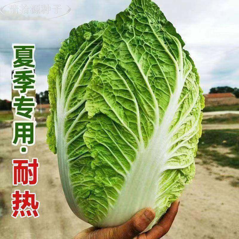 100种开春季春蔬菜子茄套餐丝瓜黄瓜辣椒HICRE豆AT角蔬玉种米子农,淘宝优惠券,粉丝福利购,淘宝优惠卷