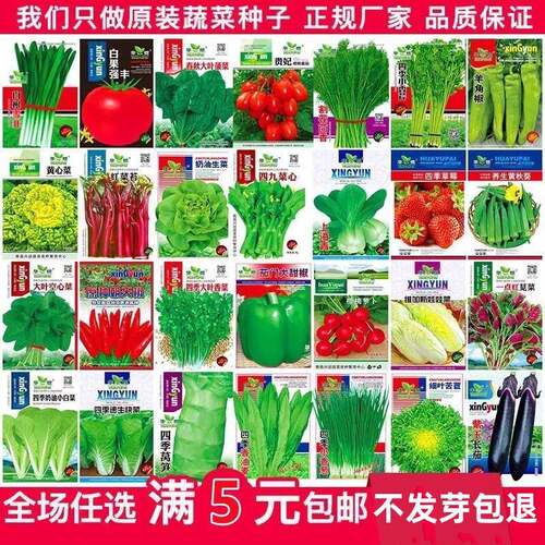 蔬菜种子四季播春季易种盆栽庭院阳台土壤种菜番茄甜瓜黄瓜籽大全 - 图1