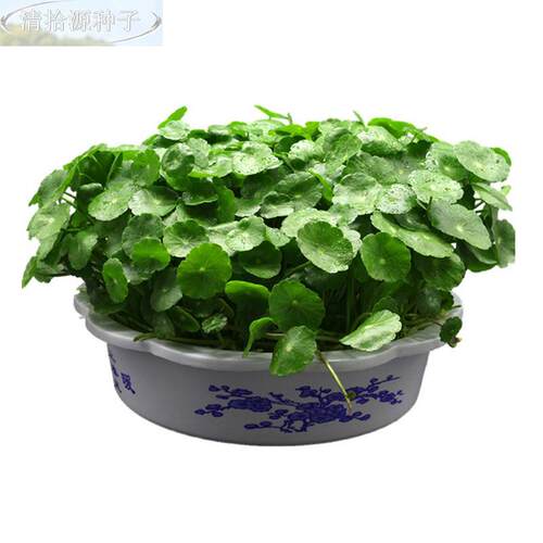铜钱草籽种子大物叶子水养种种籽草水培植花卉招财盆栽室内常绿 - 图3