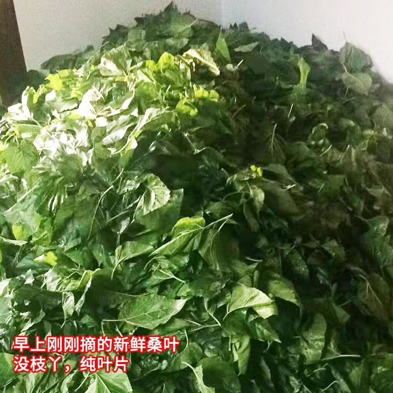 桑叶喂蚕新鲜蚕宝宝学生养蚕套装卵盒饲料叶大小蚕嫩桑叶新鲜现摘 - 图0