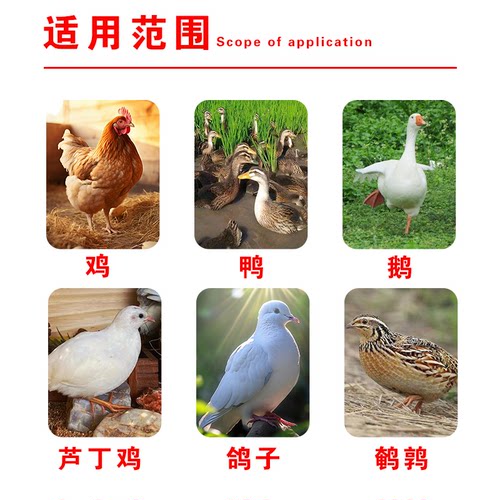玉米粒养鸡猪牛养殖专用喂鸡鸭鹅鸽子钓鱼饲料打窝批发大颗粒饲料 - 图3