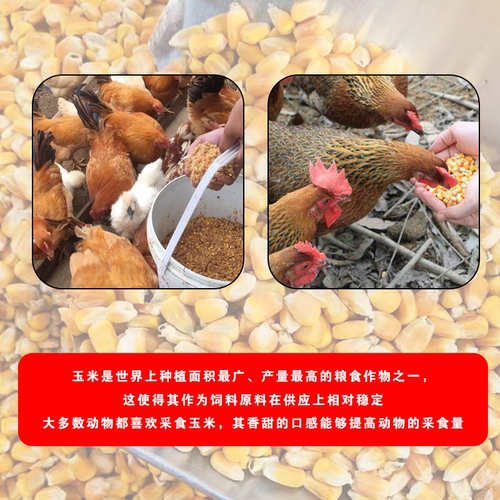 玉米粒养鸡猪牛养殖专用喂鸡鸭鹅鸽子钓鱼饲料打窝批发大颗粒饲料 - 图1