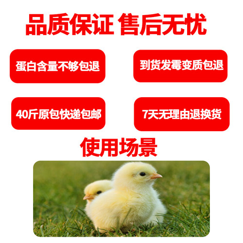 正大521小鸡饲料专用小颗粒900雏鸡鸭鹌雀育雏开口中大鸡钓鱼打窝 - 图2