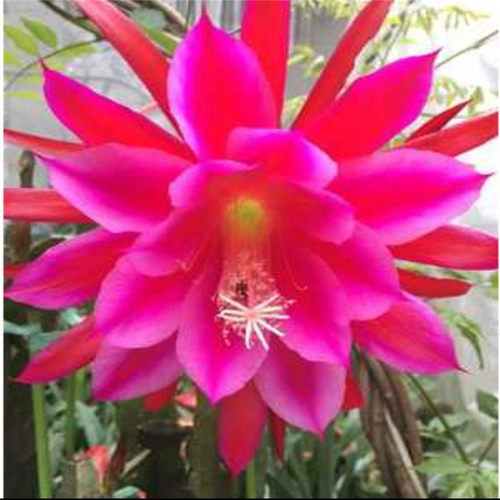 令箭荷花苗带根东北小粉重瓣仙人剑昙花绿植物室内外盆栽进口花卉 - 图0