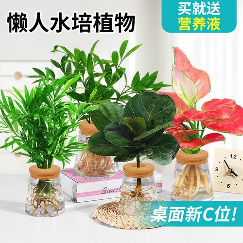 水培植物办公室内桌面花卉绿植盆栽绿萝金钻发财树文竹四季好养活 - 图0
