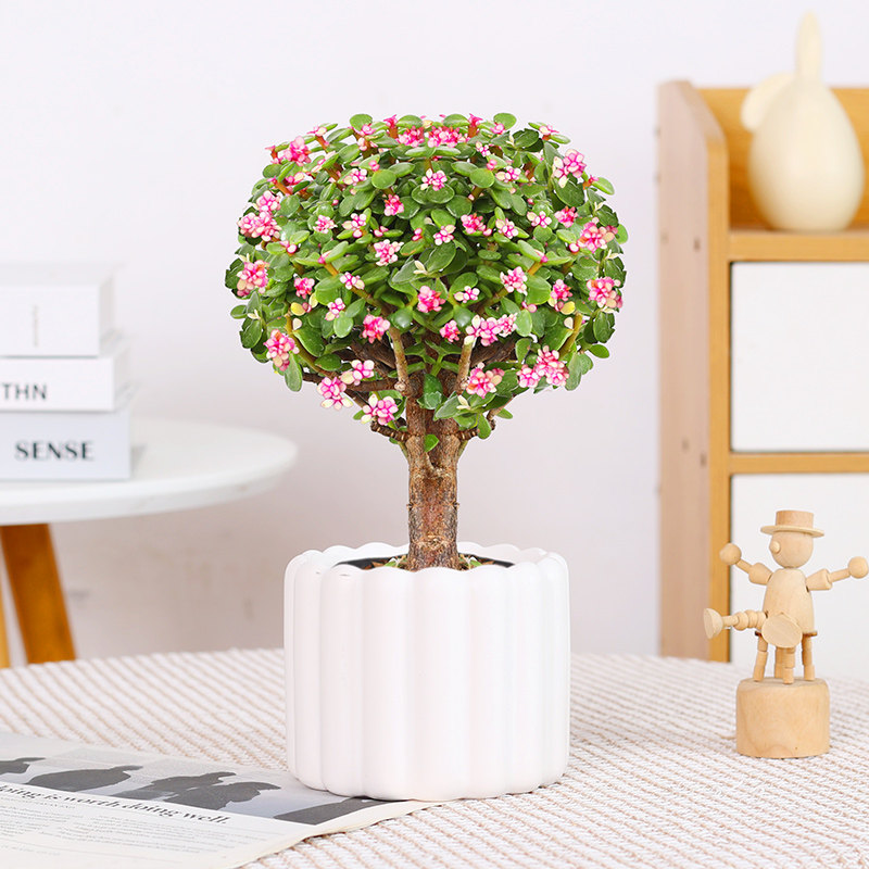 金枝玉叶盆栽老桩多肉水培植物室内花办公室绿植好养净化空气,淘宝优惠券,粉丝福利购,淘宝优惠卷