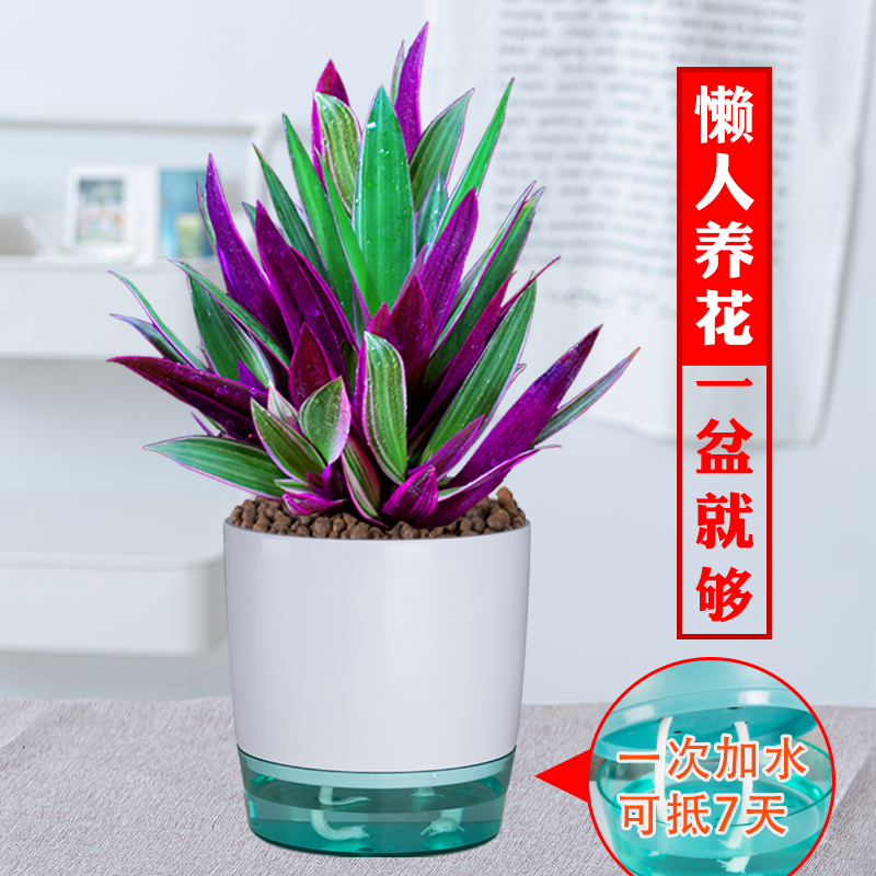 紫露兰盆栽油画吊兰花卉植物室内花好养净化空气四季常青观叶绿植 - 图0