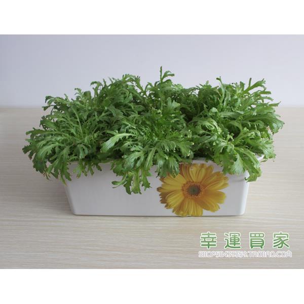 幸运买家无土栽培设备家庭阳台育苗蔬菜种菜机 24孔水培种植箱 - 图0