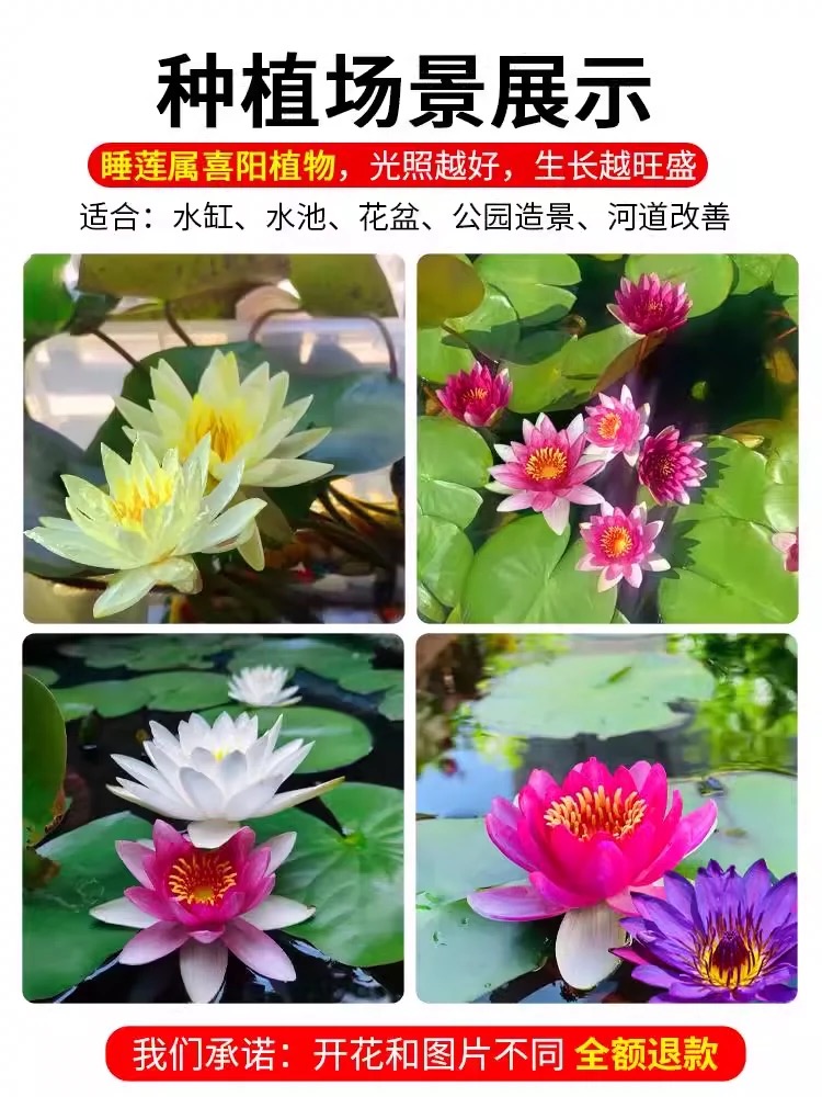 大睡莲根块池塘睡莲花水培植物四季莲花盆栽水养花卉荷花睡莲根茎 - 图1