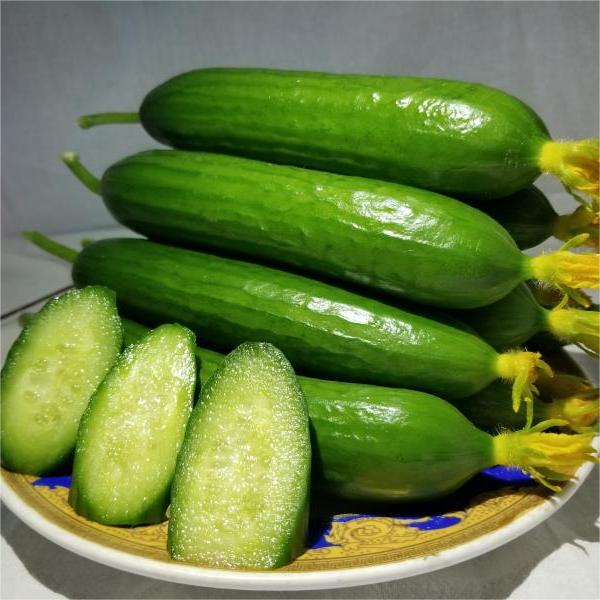 【水果黄瓜】新鲜现摘水果小黄瓜无刺黄瓜农产品2.5斤 yy - 图1