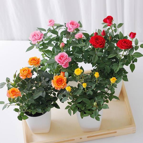 玫瑰花苗盆栽带花苞四季开花好养易活绿植物室内外阳台花卉月季苗 - 图3