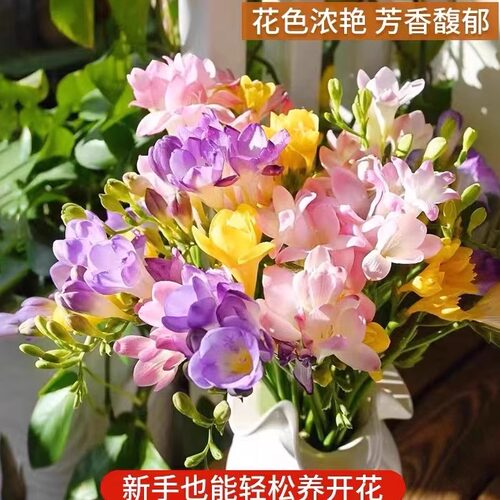 进口香雪兰种球重瓣小苍兰多季开花好养活观花卉盆栽鲜花植物种子 - 图3