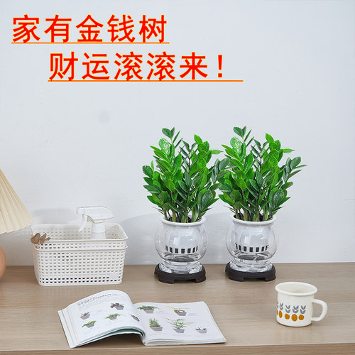 金钱树水培盆栽室内客厅四季好养活绿植花卉办公室桌面植物摆件花 - 图2