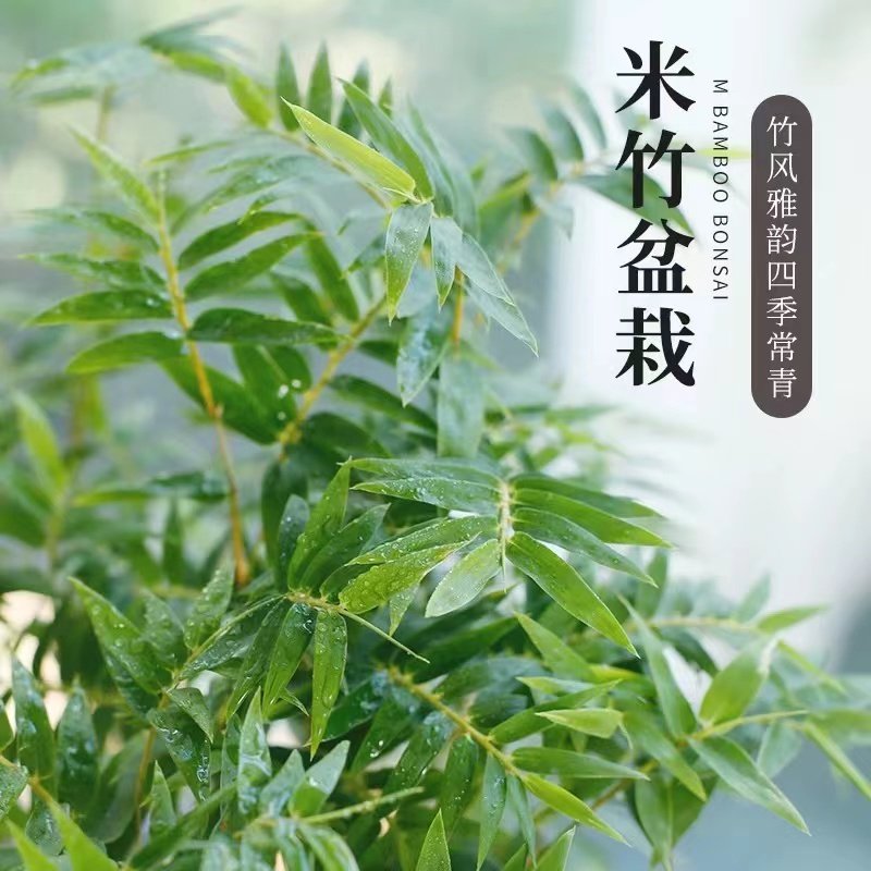 米竹盆栽丛生凤尾竹庭院植物阳台水培绿植观音竹好养盆景青竹子苗,淘宝优惠券,粉丝福利购,淘宝优惠卷