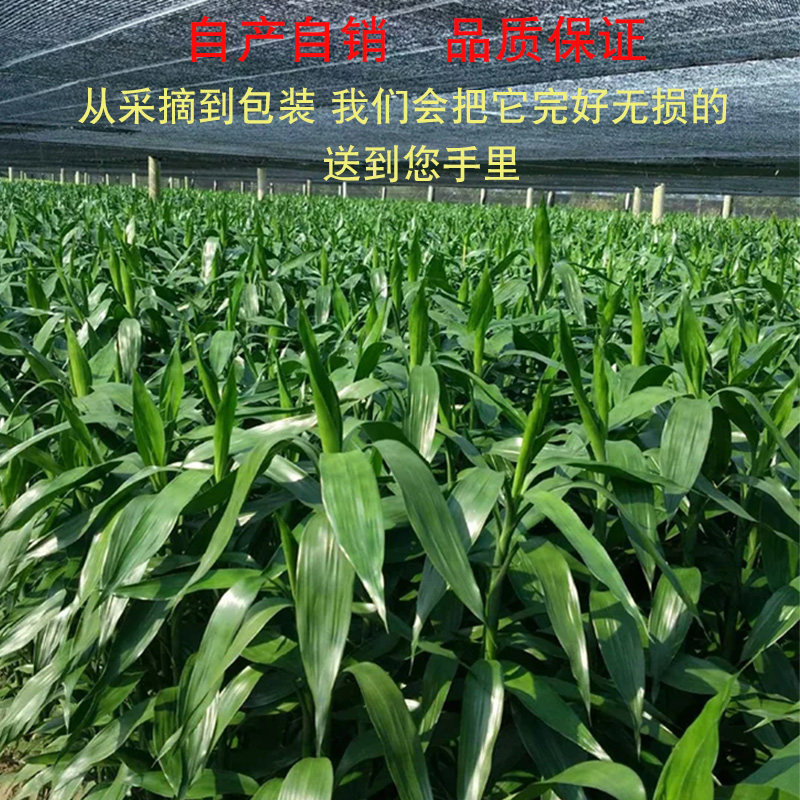 富贵竹水培植物客厅招发财竹子节节高绿萝绿植盆栽花卉植物室内花,淘宝优惠券,粉丝福利购,淘宝优惠卷