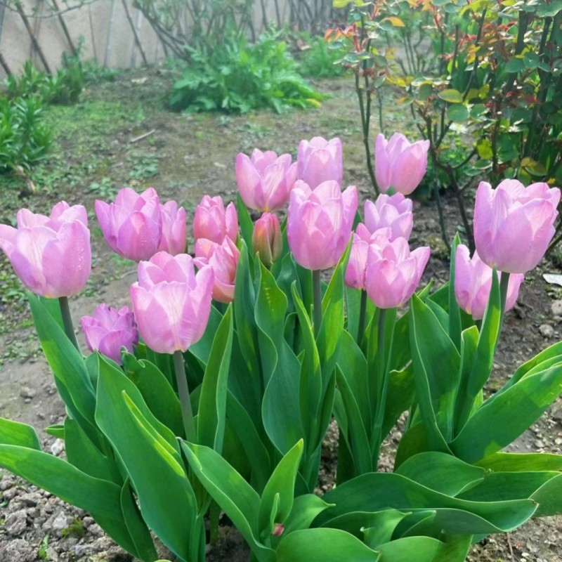 荷兰进口郁金香种球土培带芽5度球四季开花室内外阳台土培盆栽好,淘宝优惠券,粉丝福利购,淘宝优惠卷