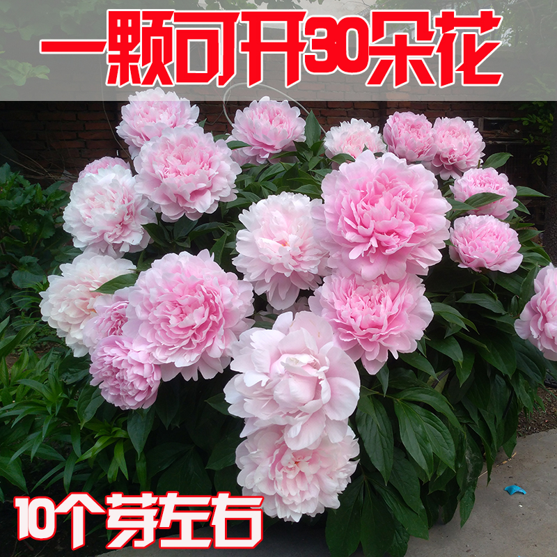 重瓣芍药花苗庭院花卉四季开花易活室内盆栽植物观赏牡丹花带花苞 - 图1