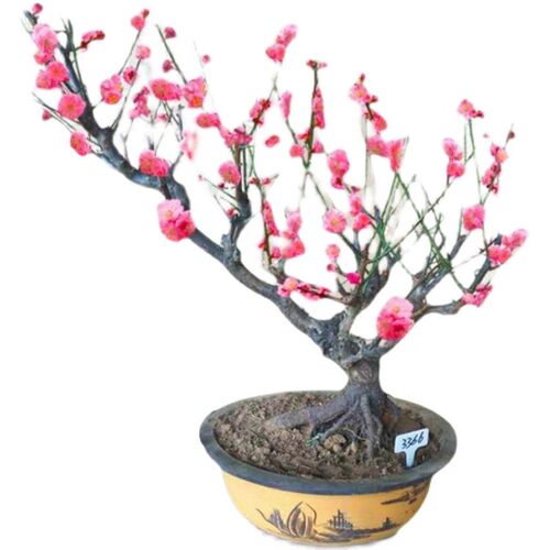 红梅树苗绿梅腊梅榆叶梅老桩耐寒植物盆景梅花树阳台盆栽庭院花卉 - 图3