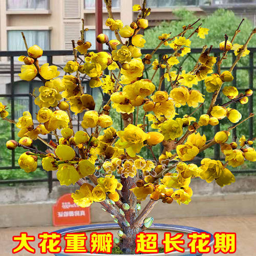 浓香型耐热耐寒四季梅花腊梅红梅室内外盆栽好养易活南方北方种植 - 图0