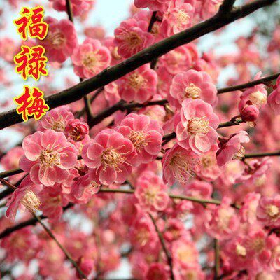 红梅树苗绿梅腊梅榆叶梅老桩耐寒植物盆景梅花树阳台盆栽庭院花卉 - 图1