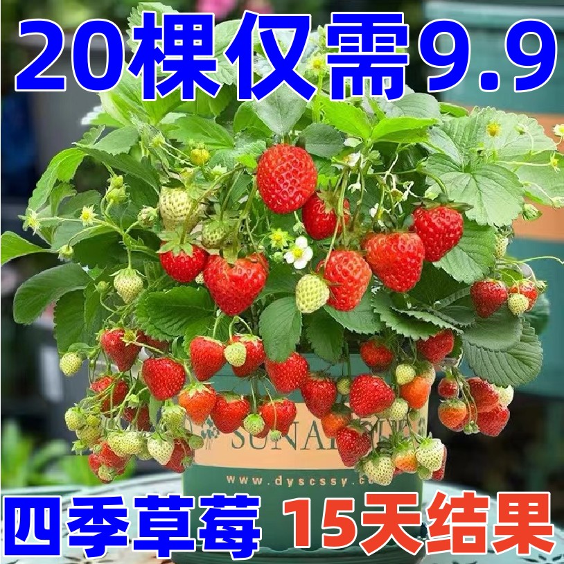 【15天结果】奶油草莓苗秧苗盆栽地栽四季阳台南北方种植当年结果 - 图0