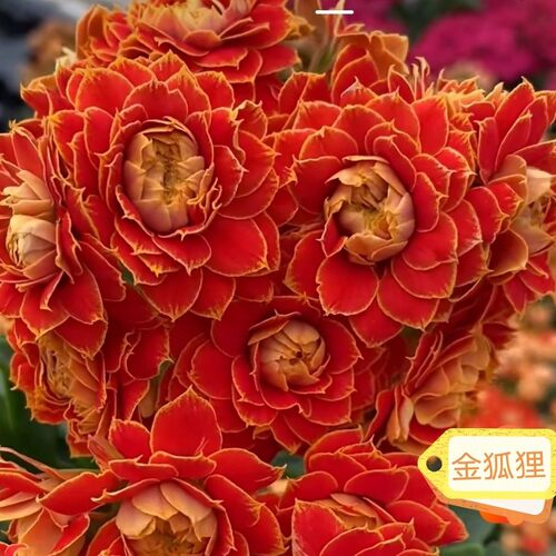 稀有长寿花金狐狸盆栽重瓣四季开花新品客厅带花带花苞室内花卉 - 图1