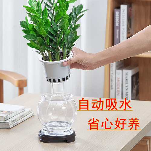 金钱树水培盆栽室内客厅四季好养活绿植花卉办公室桌面植物摆件花 - 图1