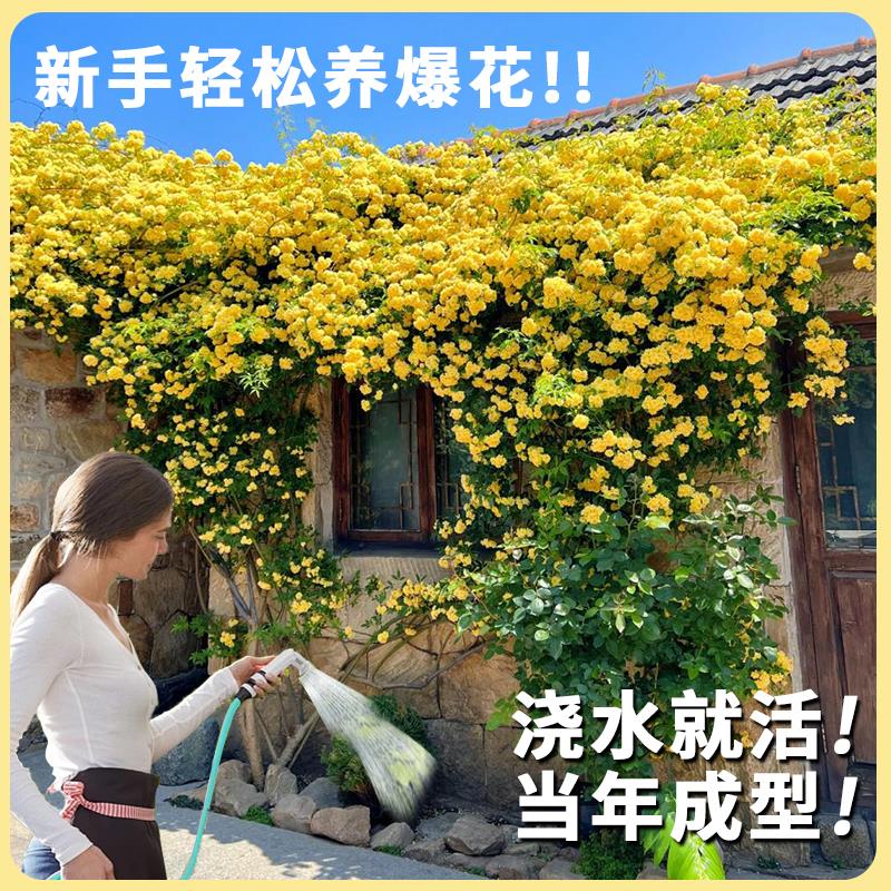重瓣白黄木香花苗室外庭院别墅花卉爬藤植物大浓香型 - 图2