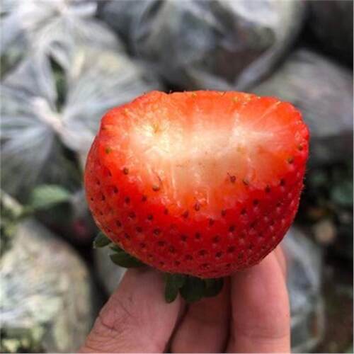 奶油草莓苗果树苗南方北方盆栽地栽四季结果食用草莓秧特大草莓苗 - 图1