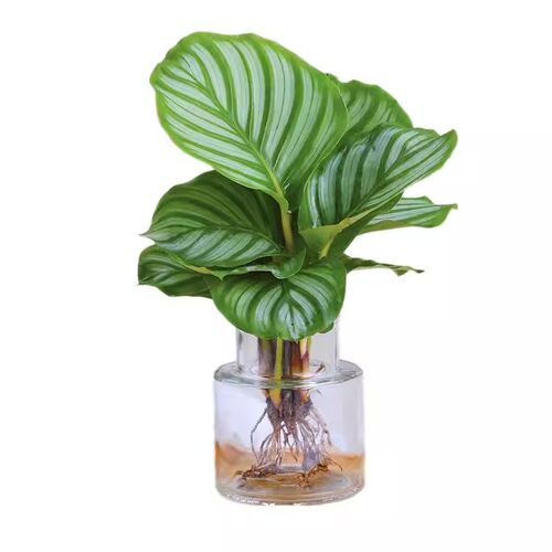 水培青苹果室内客厅绿植花卉驱蚊盆栽办公室桌面水养竹芋清仓好养 - 图3