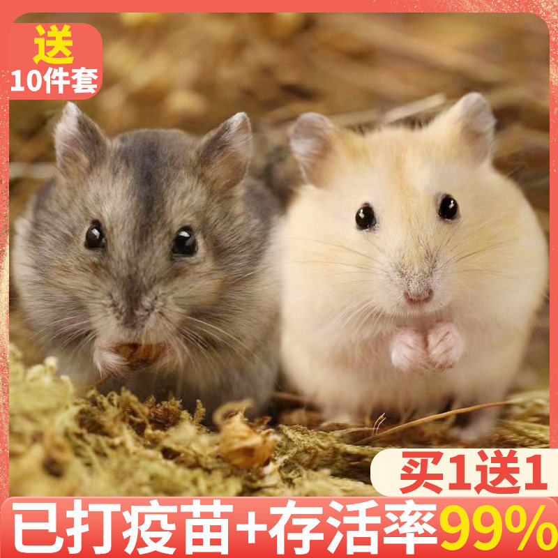 小仓鼠活物送笼子已打过疫苗银狐布丁情侣一对金丝熊活体宠物粮食,淘宝优惠券,粉丝福利购,淘宝优惠卷