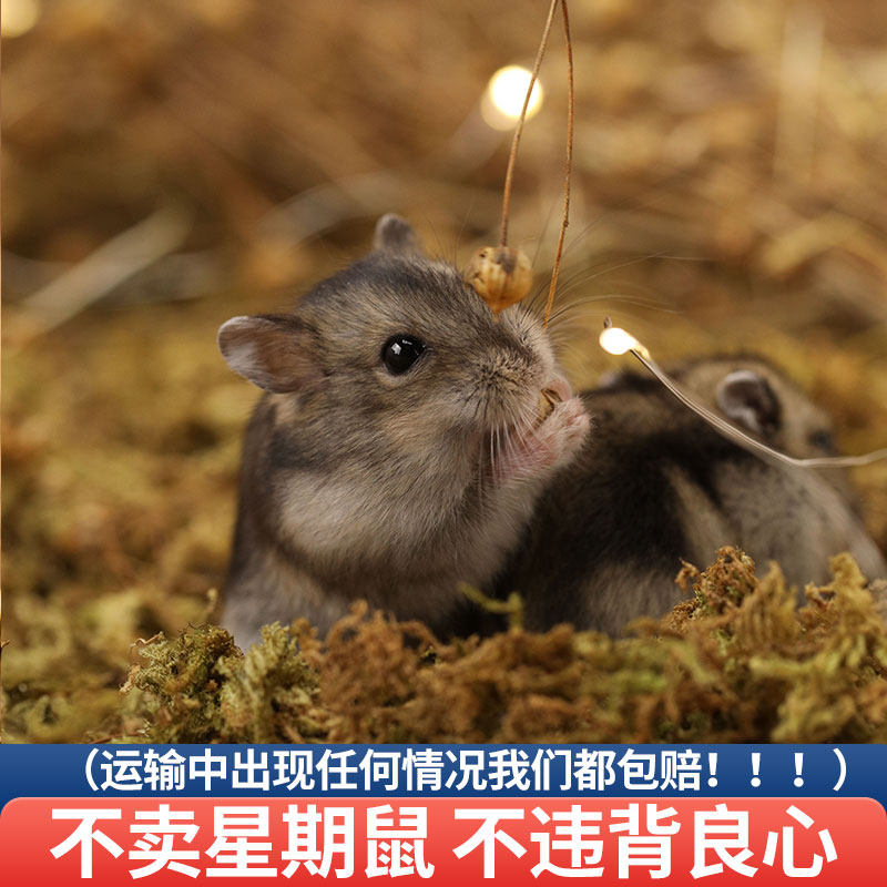 小仓鼠活物送笼子已打过疫苗银狐布丁情侣一对金丝熊活体宠物粮食,淘宝优惠券,粉丝福利购,淘宝优惠卷