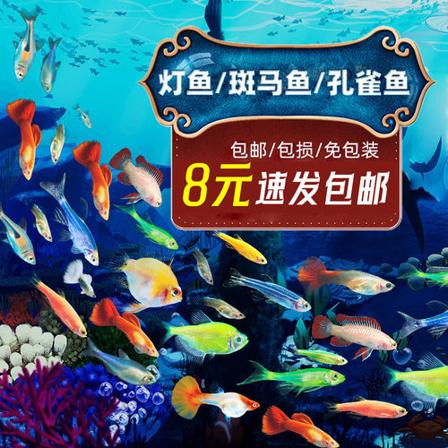 斑马鱼冷水热带小型鱼观赏鱼精品孔雀红绿灯科活体金鱼苗淡水好养 - 图0