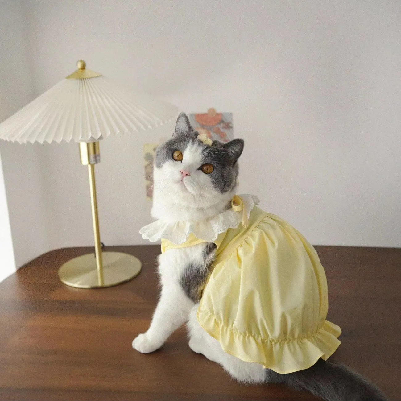 猫咪衣服夏季薄款防掉毛幼猫英短布偶公主裙宠物可爱背心猫猫裙子 - 图2