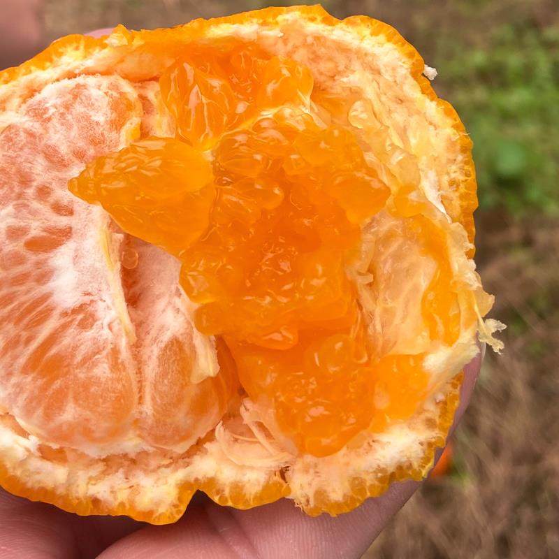 【顺丰礼盒】新鲜南瓜柑橘灯笼柑发财柑橘当季新鲜水果沙糖桔子,淘宝优惠券,粉丝福利购,淘宝优惠卷