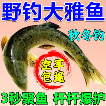 Yayfish special bait wild fishing black pit to kill fine squalor fish bait not Air Force overseducing fish bait fish bait