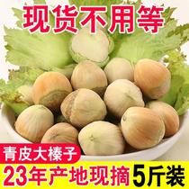 新鲜采摘水仁水瓤青皮榛子带绿皮大榛子坚果休闲零食特惠