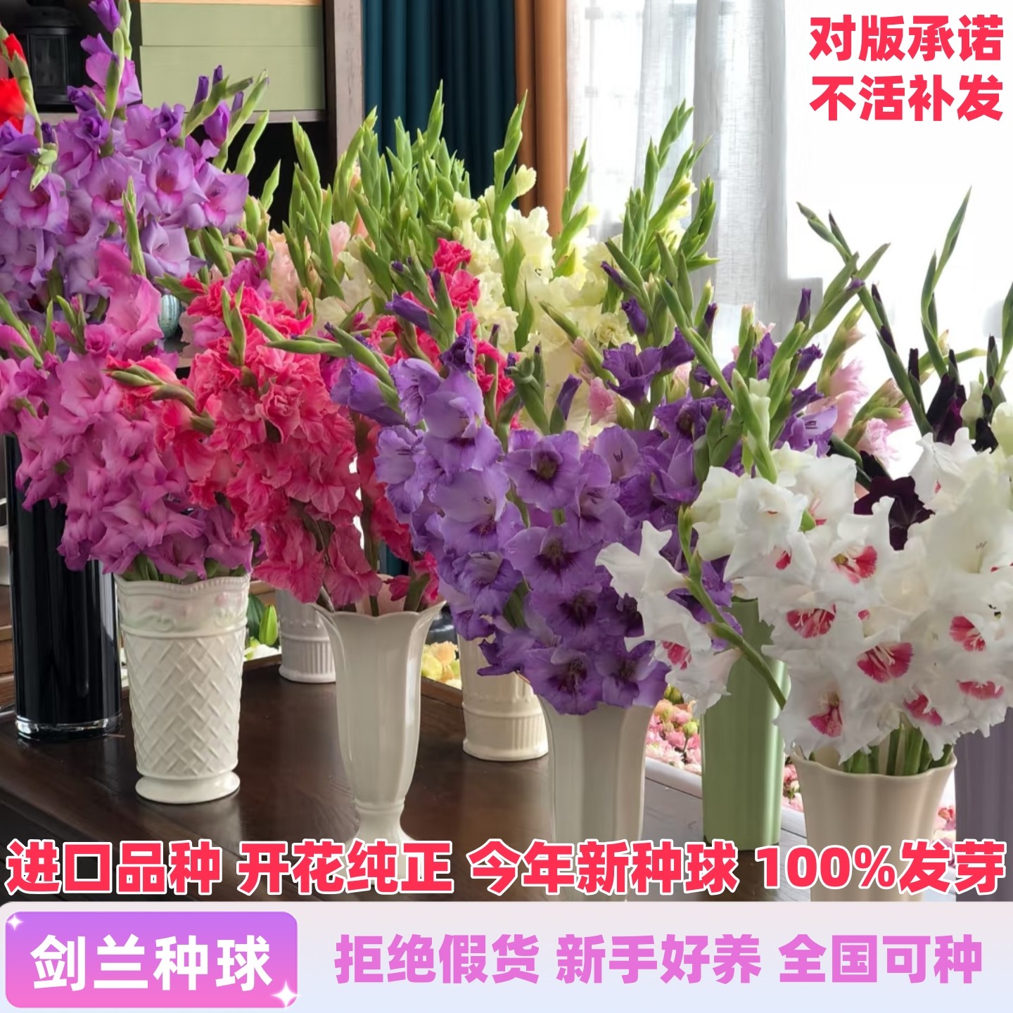 进口剑兰唐菖蒲种球根十三太保室外庭院耐寒耐热花卉阳台盆栽植物,淘宝优惠券,粉丝福利购,淘宝优惠卷