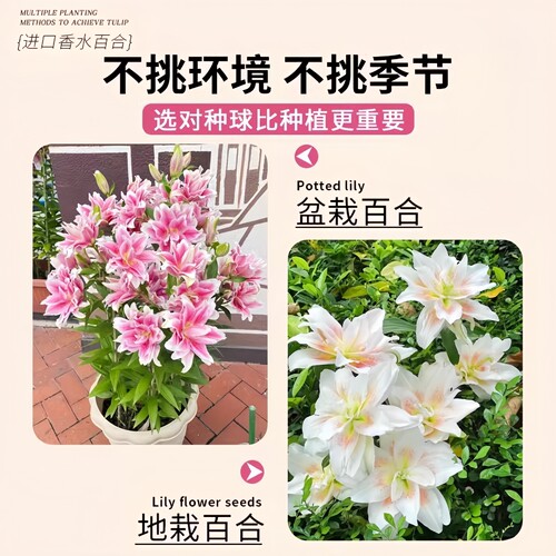 进口重瓣香水百合种球大花室内室外阳台盆栽庭院地栽观花植物花卉 - 图2