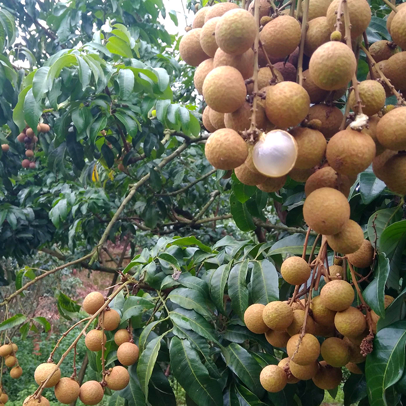 龙眼树苖嫁接盆栽水果树苗储良桂圆石硖南方四季种植地栽当年结果