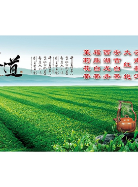 福鼎老白茶海报展板福鼎白茶的功效福鼎白茶太姥山白茶墙贴墙纸