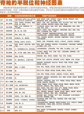 神经系统系列人体脊椎神经病变酸麻痛反射分布图墙贴画海报挂图